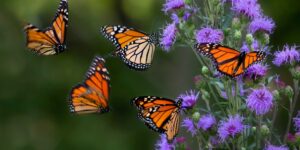 Beautiful orange butterflies with purple flowers behind.